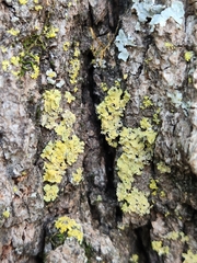 Xanthomendoza ulophyllodes