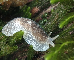 Pleurobranchaea maculata