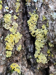 Xanthomendoza ulophyllodes