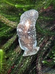 Pleurobranchaea maculata