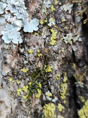 Xanthomendoza ulophyllodes