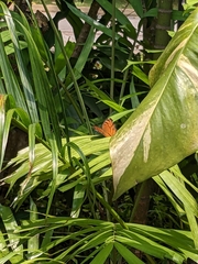Junonia hedonia