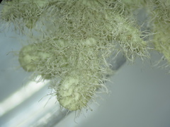 Heterodermia sorediosa