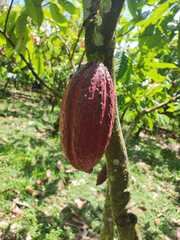 Theobroma