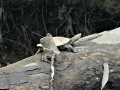 Emydura macquarii