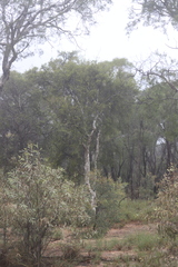 Melaleuca tamariscina
