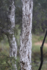Melaleuca tamariscina