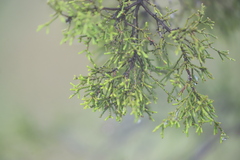 Melaleuca tamariscina
