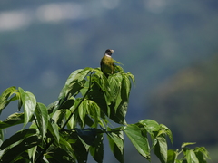 Spizixos semitorques