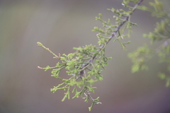 Melaleuca tamariscina