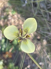 Moraea tricuspidata
