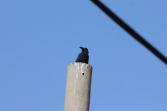 Corvus macrorhynchos