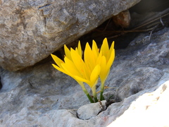 Sternbergia lutea