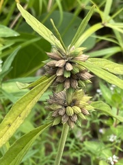 Leucas