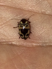 Cryptocephalus mutabilis