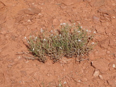 Chaetopappa ericoides