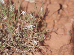 Chaetopappa ericoides