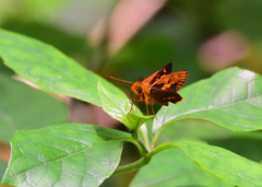 Oriens goloides