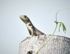 Sceloporus siniferus