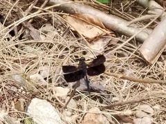 Erythrodiplax funerea