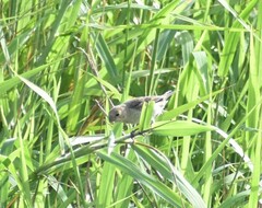 Sporophila minuta