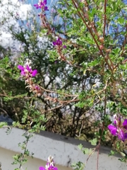 Dalea bicolor