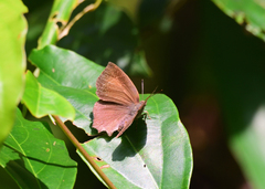 Surendra quercetorum