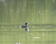 Tachybaptus dominicus