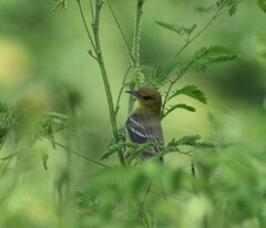 Icterus spurius