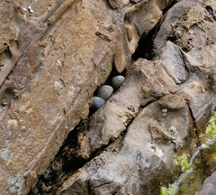 Nerita atramentosa
