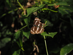 Limenitidinae
