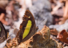 Polyura bharata