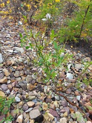Melilotus officinalis