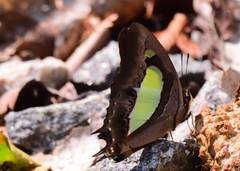 Polyura bharata