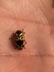 Cryptocephalus mutabilis