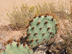 Opuntia phaeacantha