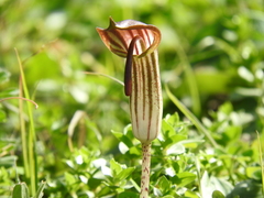Arisarum vulgare