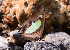 Polyura bharata