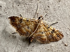 Ommatospila narcaeusalis