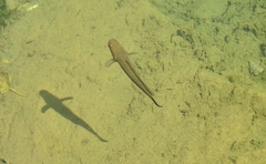 Channa striata
