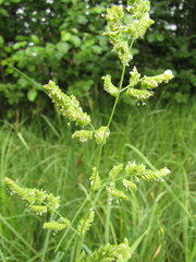 Beckmannia syzigachne