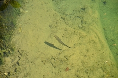 Channa striata