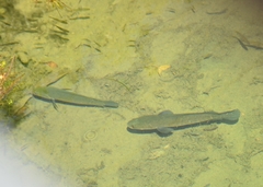 Channa striata