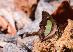 Polyura bharata