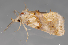 Plusiodonta compressipalpis