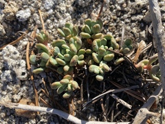 Sedum obtusatum