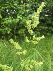 Beckmannia syzigachne