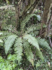 Polystichum braunii