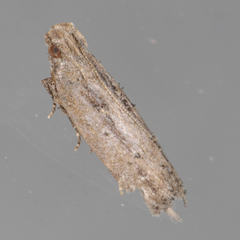 Gelechiidae