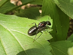 Camponotus concavus